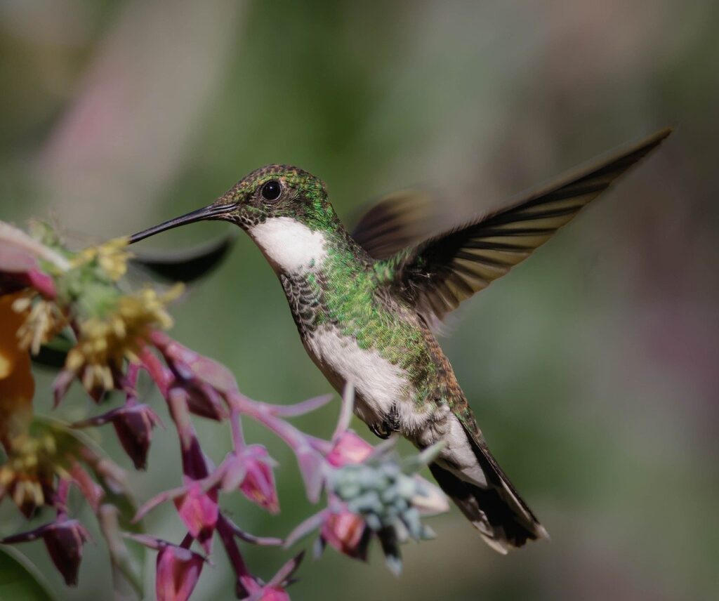 bird, ornithology, hummingbird-7834916.jpg